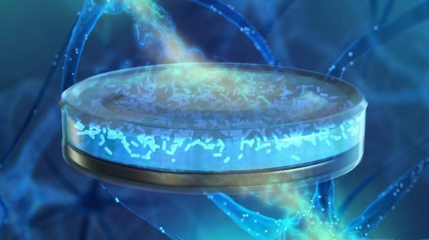 仅硬币大小！可循环供电活体电池实现精准血压调控