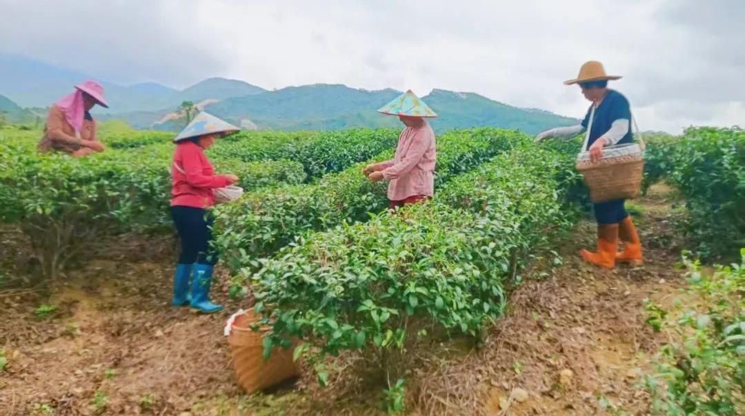 深汕推动金融惠农“活水”助力乡村振兴发展