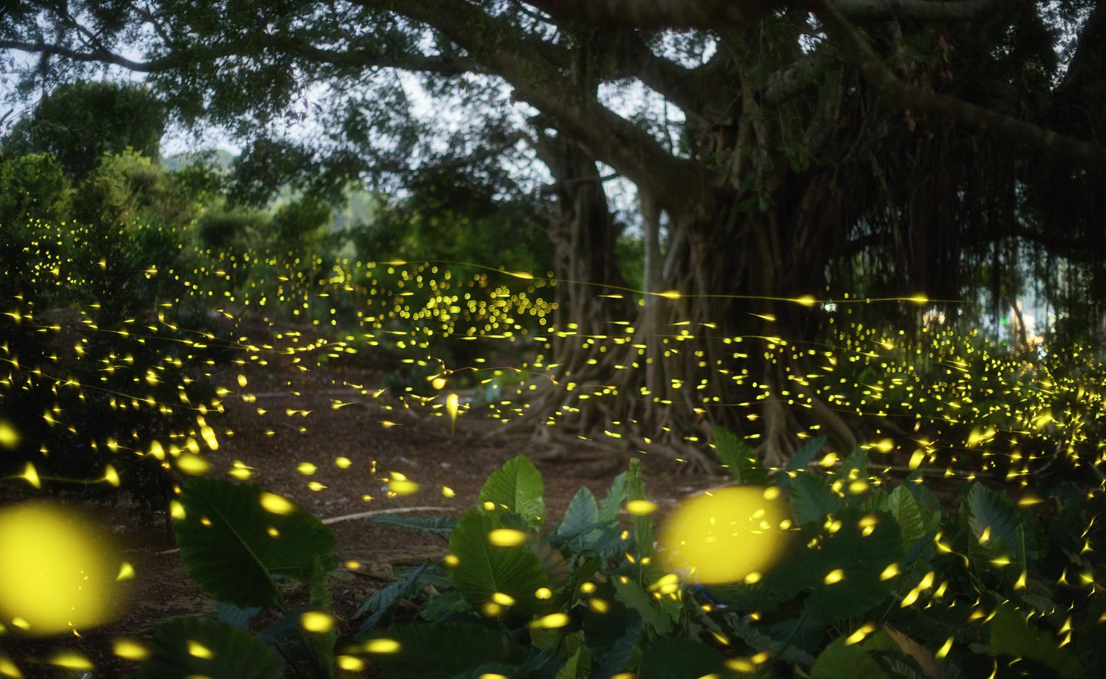 萤火之约·夏日限定！来深圳南澳双境探秘萤光秘境