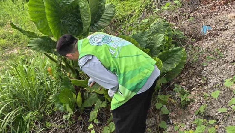 龙岗街道开展禁种铲毒排查行动 筑牢“零种植”防线