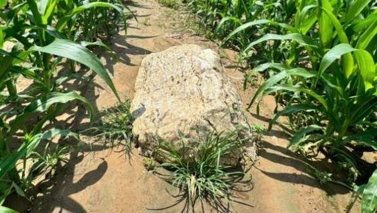 全国最矮的山仅0.6米高？当地回应