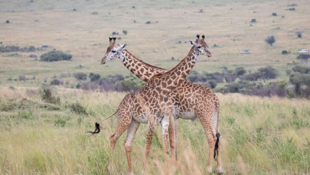 《草原与雪山之间》游猎动物王国八日记 ⑤｜洞穴边：野性里的母性温柔