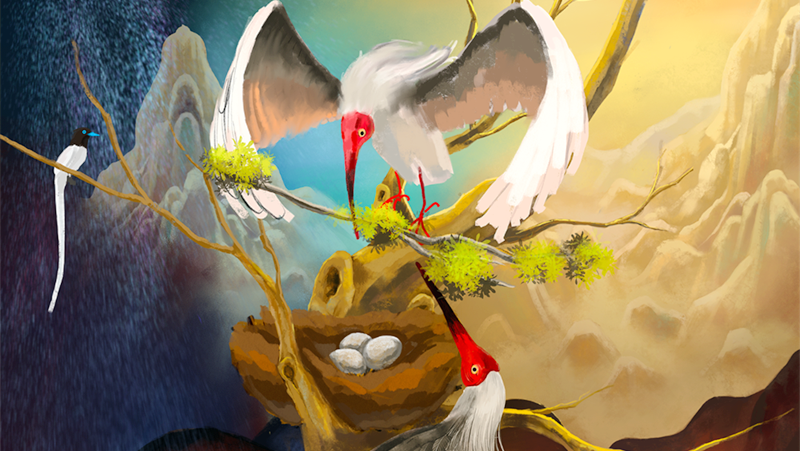 凡星计划助力《朱鹮》展翅！孙宁：用六年时光捕捉野生朱鹮的生命诗意