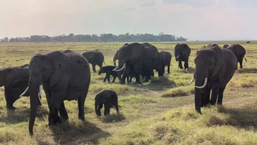 《草原与雪山之间》游猎动物王国八日记 ⑧｜草原上的力量与温情