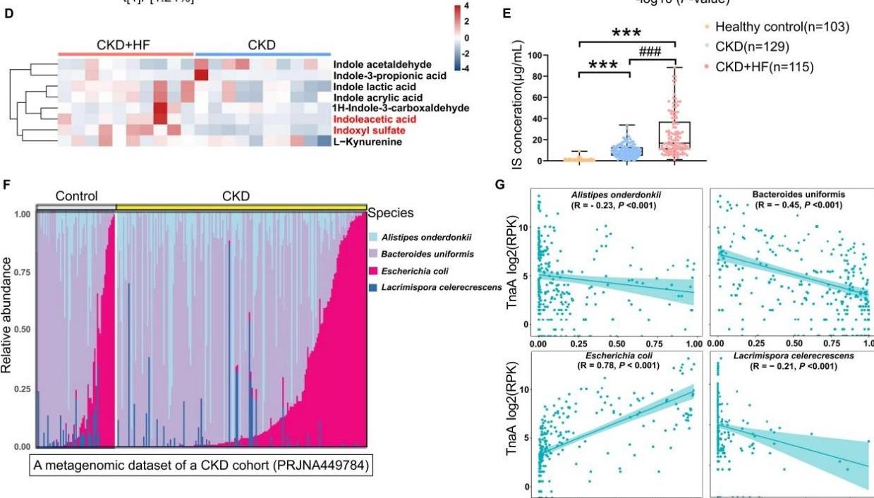 国际顶尖期刊发文 南方医科大学深圳医院教授揭示慢性肾病患者心衰新机制