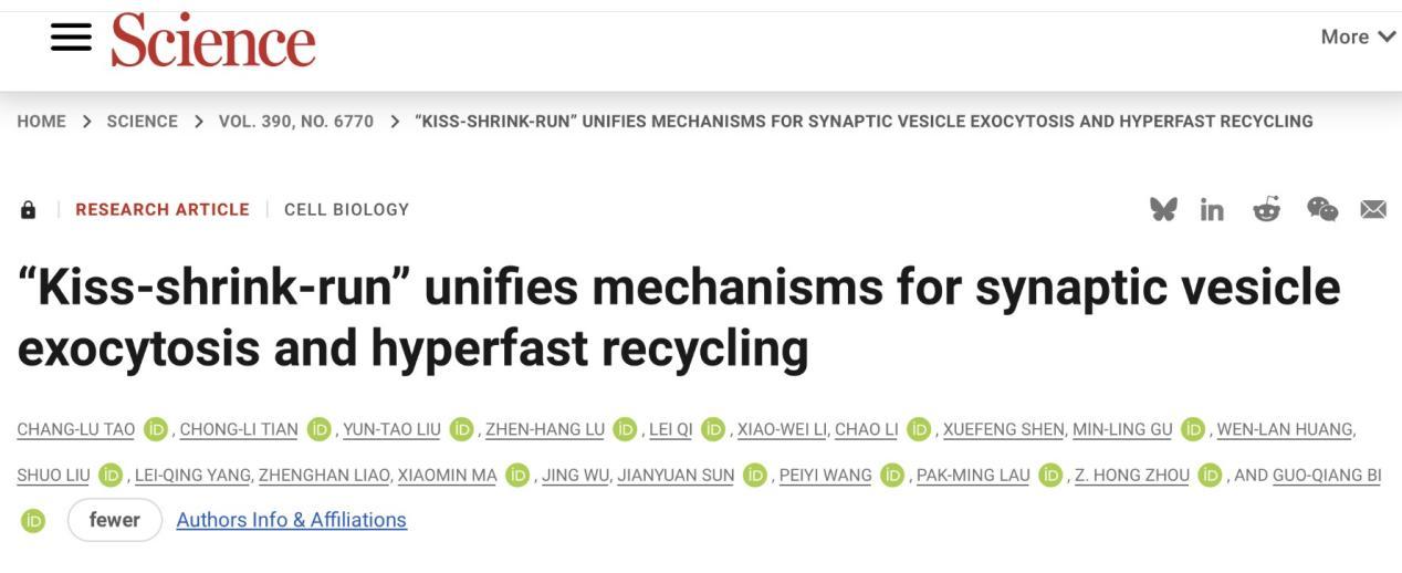 精确到毫秒级！科学家揭秘神经“信使”传递机制
