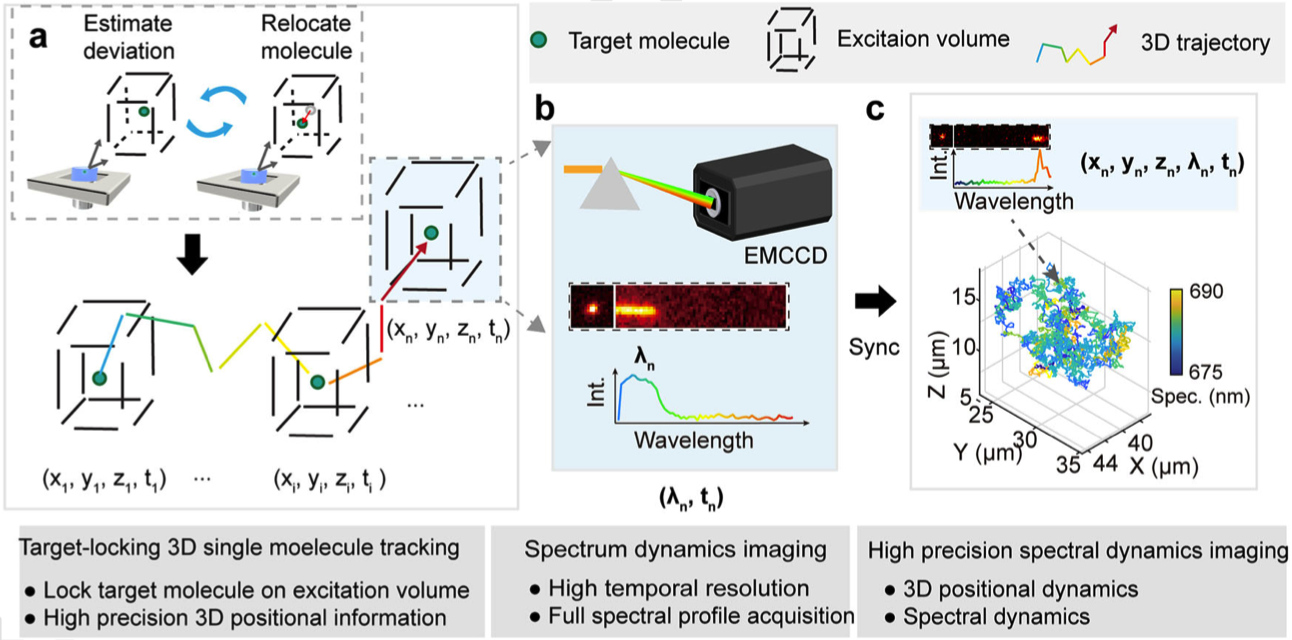 我国科学家在多维单分子动态成像领域取得重要研究进展