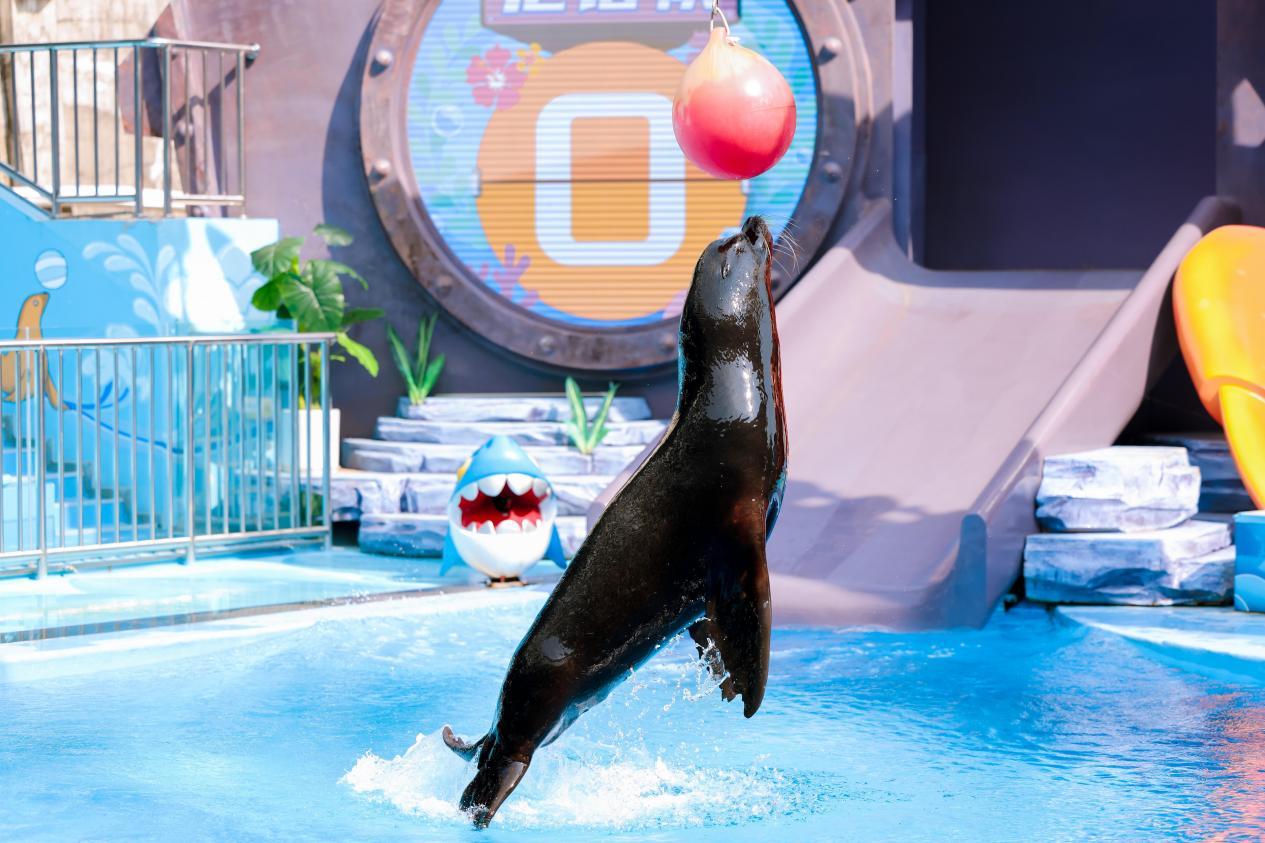 免票45天！深圳小梅沙推出专项福利迎接十五运