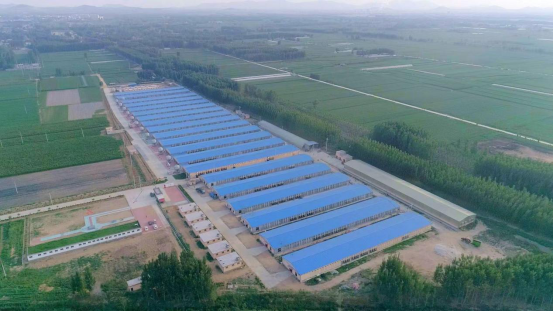 出栏1亿只！“中国肉鸭之都”新泰打造产业升级样本