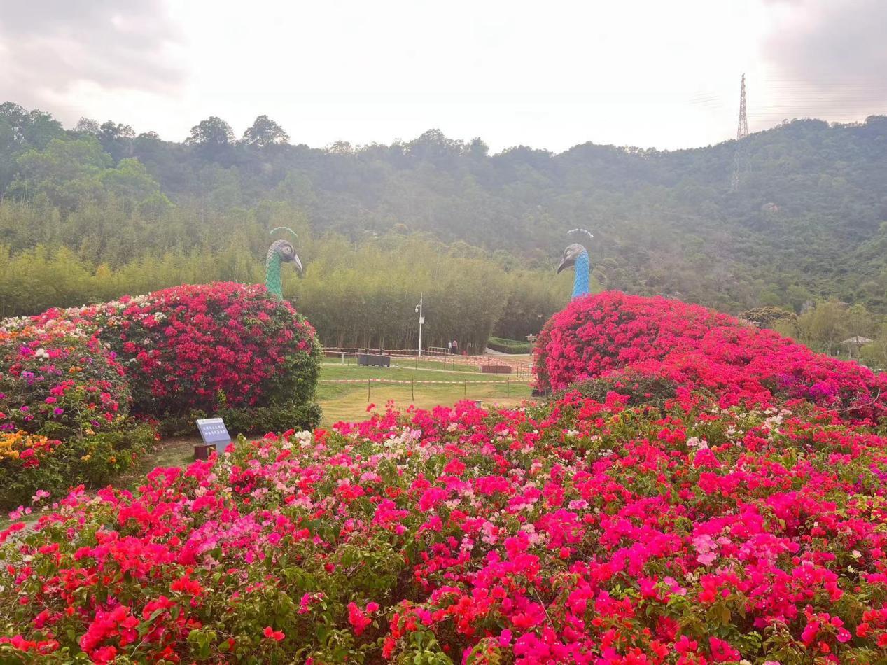 2025年深圳簕杜鹃赏花周11月“浪漫绽放”