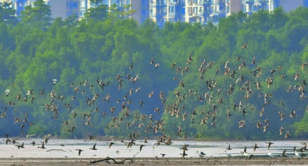 共书人与自然和谐篇章！第二届红树林青少年生态写作征文启幕