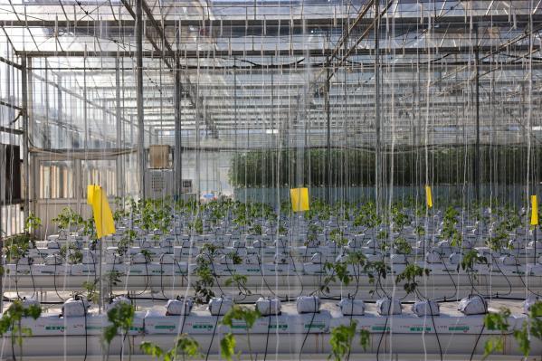 见圳百千万|当传统化学农药走到天花板，中国科研如何用“RNA技术”打开下一个十年？