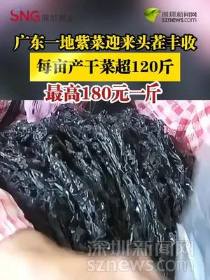 广东一地紫菜迎来头茬丰收，最高180元一斤