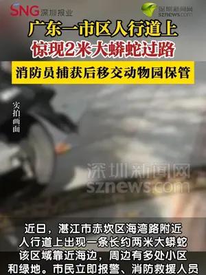 人行道惊现大蟒蛇缓慢爬行