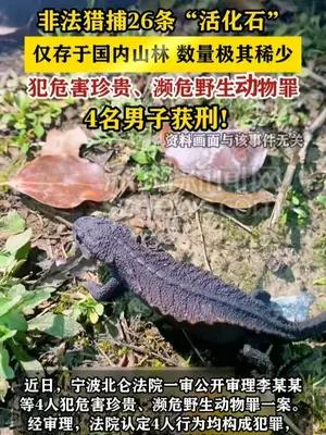 4男子非法猎捕26条极度濒危物种镇海棘螈获刑