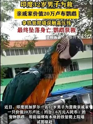 印度男子为救鹦鹉爬上围墙触电坠亡