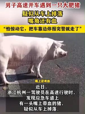 男子高速开车遇到一只大肥猪