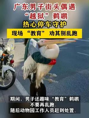 广东男子街头偶遇“越狱”鹈鹕