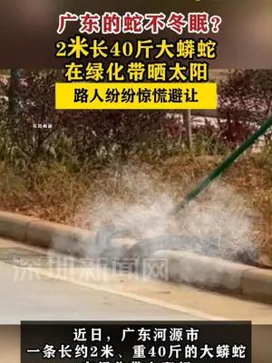 广东的蛇不冬眠？2米长40斤大蟒蛇在绿化带晒太阳