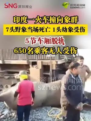 印度一火车撞向象群，7头野象当场死亡，1头幼象受伤