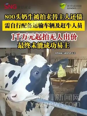 800头奶牛被拍卖替主人还债，1千万元起拍无人出价，最终流拍