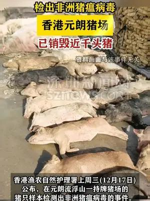 香港猪场现非洲猪瘟已销毁近千头猪