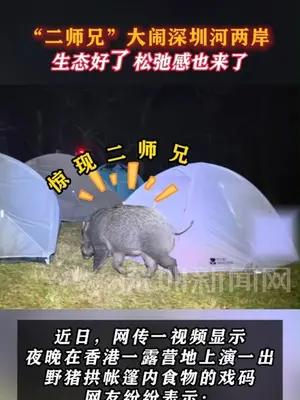 “二师兄”大闹深圳河两岸 网友：生态好了，松弛感也来了！