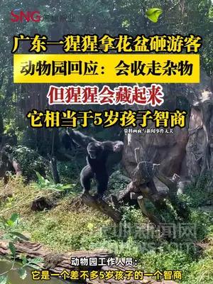 广东一猩猩拿花盆砸游客，动物园回应：会收走杂物，但猩猩会藏起来