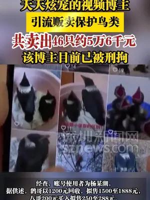 天天炫宠的视频博主引流贩卖保护鸟类，共卖出46只约5万6千元