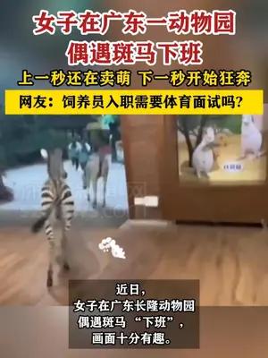 女子在广东一动物园偶遇斑马下班