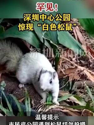 深圳中心公园惊现“白色松鼠”