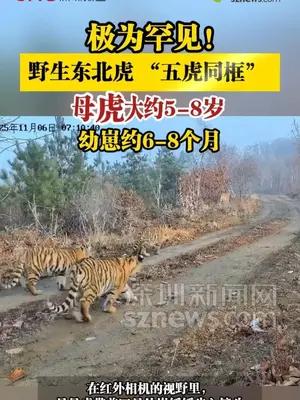 极为罕见！野生东北虎 “五虎同框”