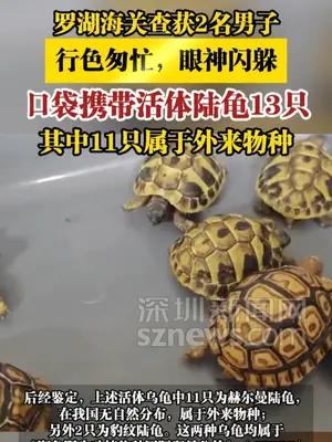 罗湖海关查获两男子口袋携活体龟13只，其中11只属外来物种