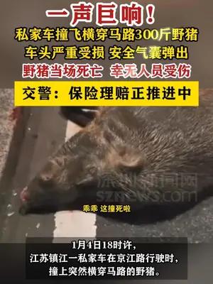 私家车撞飞横穿马路300斤野猪 车头严重受损，安全气囊弹出