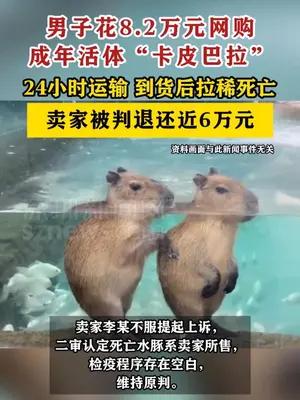 男子花8.2万元网购成年活体“卡皮巴拉”到货后拉稀死亡