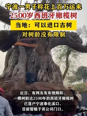 宁波一男子称花上百万运来2500岁西班牙橄榄树