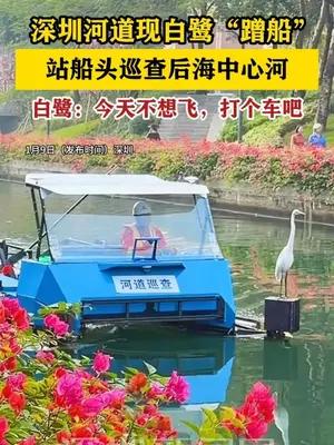 深圳河道现白鹭“蹭船”