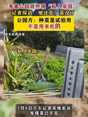 蜜公园居然现“私人菜园”？公园方：种菜是试验用不是用来吃的