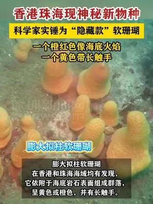 香港珠海现神秘新物种，科学家实锤为“隐藏款”软珊瑚