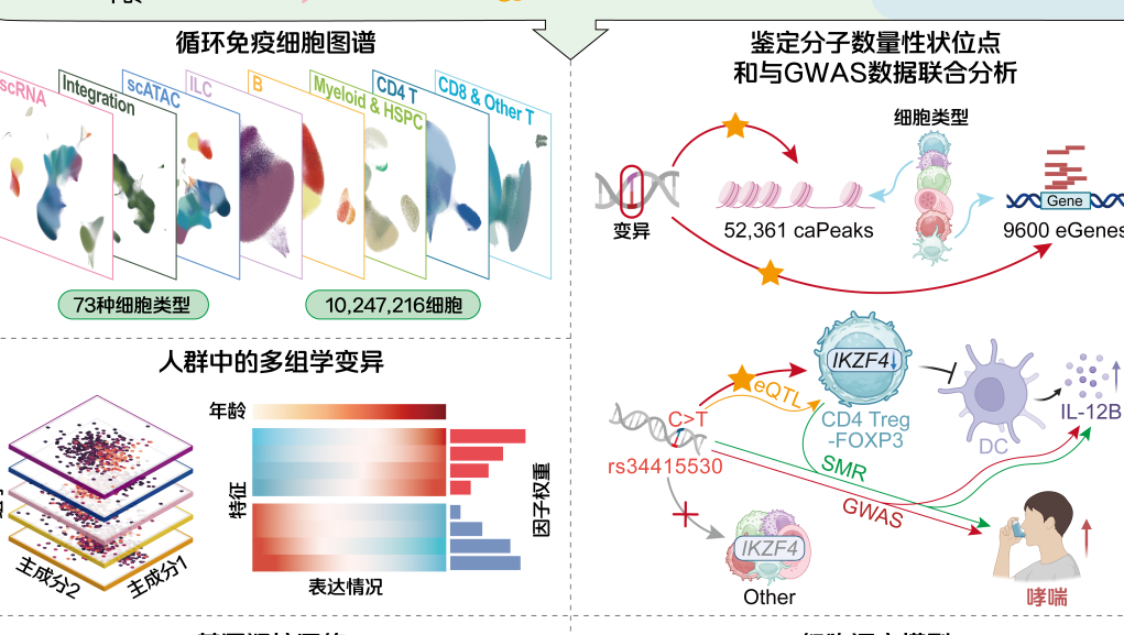 华大绘就千万级免疫细胞图谱 为AI时代大健康绘制“生命导航图”