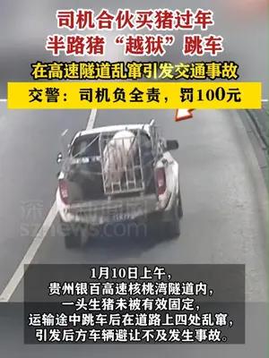 司机合伙买猪过年，半路猪“越狱”引发交通事故 司机负事故全责