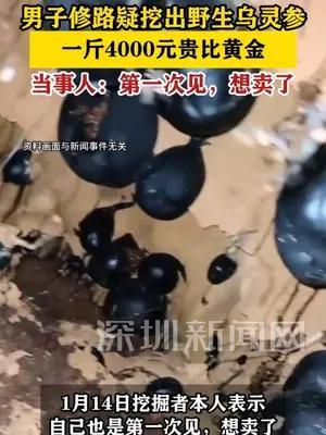 四川达州一男子修路疑挖出野生乌灵参 一斤4000元贵比黄金