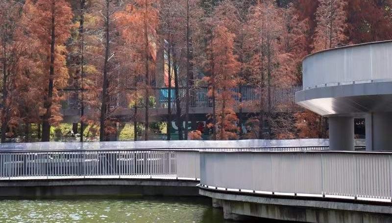 冬装再登场！本周三开始深圳气温显著下降，周四最低气温7-8℃！