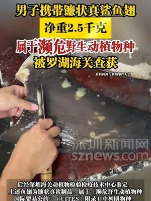 男子携带濒危镰状真鲨鱼翅，被罗湖海关查获