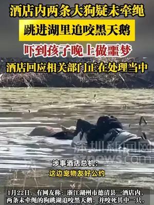 酒店内两条大狗疑未牵绳追咬黑天鹅，吓到孩子晚上做噩梦