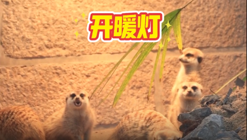 冷冷冷！动物园里保暖有妙招