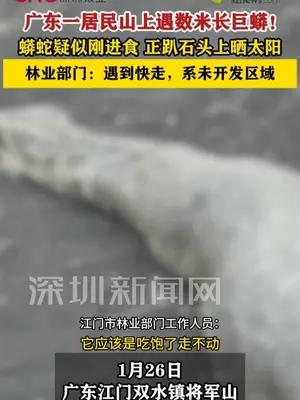 广东一居民山上遇数米长巨蟒