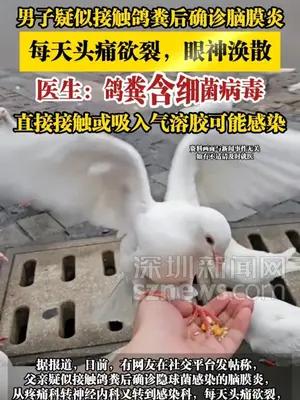 男子疑似接触鸽粪后确诊脑膜炎