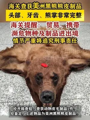海关查获美洲黑熊熊皮制品 头部、牙齿、熊掌非常完整