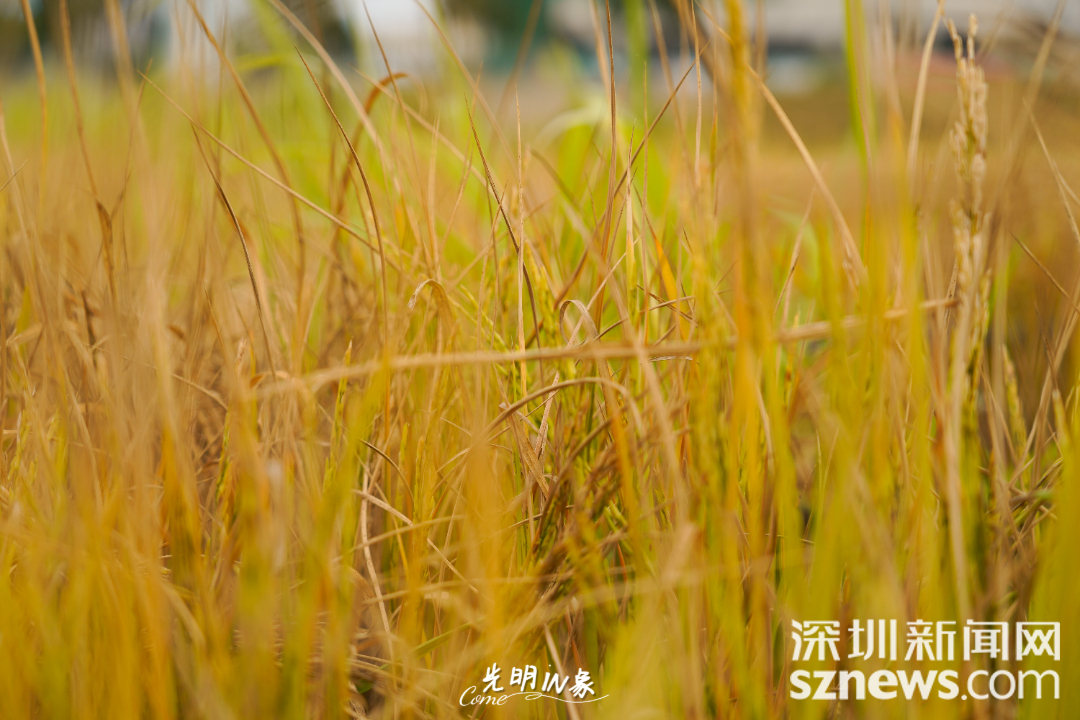 97f93d733daeef22f620bacd04f09bf8.png